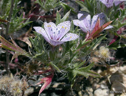 Image of Great Basin langloisia