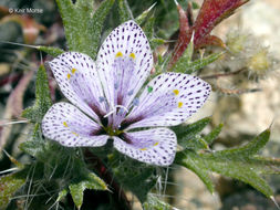 Image of Great Basin langloisia