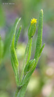 Image of smallray goldfields