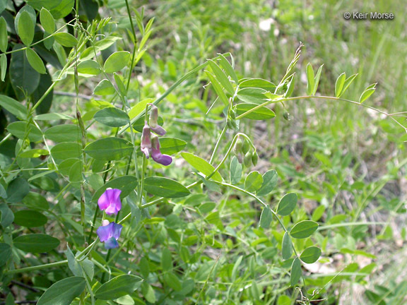 Imagem de Lathyrus polyphyllus Torr. & A. Gray