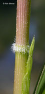 Plancia ëd Leersia oryzoides (L.) Sw.