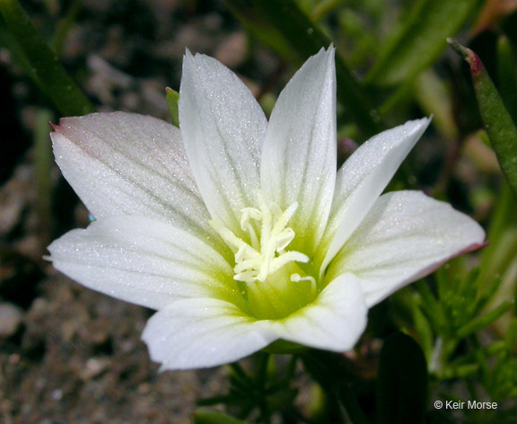 Image of Nevada lewisia