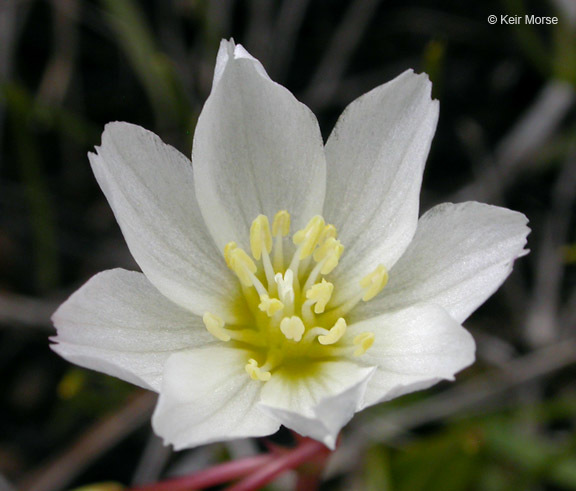 Image of oppositeleaf lewisia