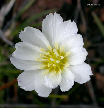 Lewisia oppositifolia (S. Wats.) B. L. Rob. resmi