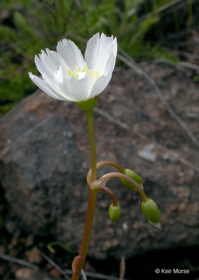 Lewisia oppositifolia (S. Wats.) B. L. Rob. resmi