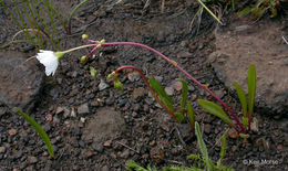 Lewisia oppositifolia (S. Wats.) B. L. Rob. resmi