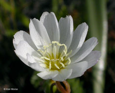 Lewisia oppositifolia (S. Wats.) B. L. Rob. resmi