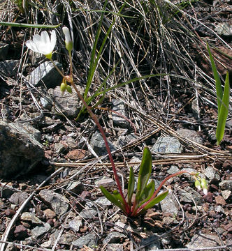 Lewisia oppositifolia (S. Wats.) B. L. Rob. resmi