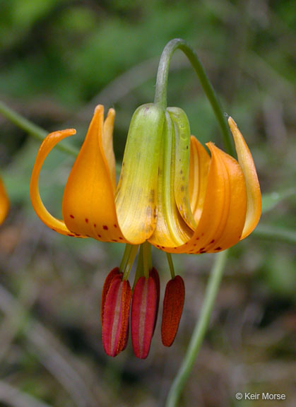 Image of Columbia lily