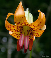 Image of Columbia lily