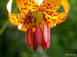 Image de Lys de Colombie