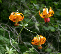 Image de Lys de Colombie