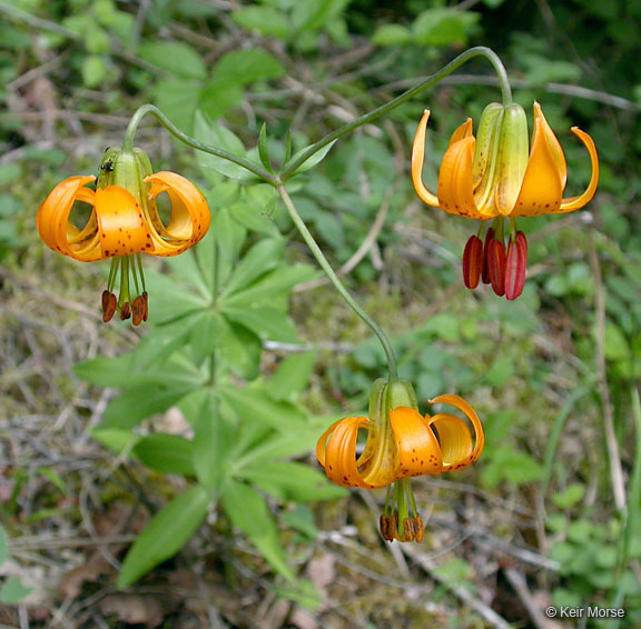 Image de Lys de Colombie