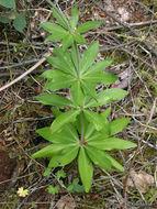 Image de Lys de Colombie