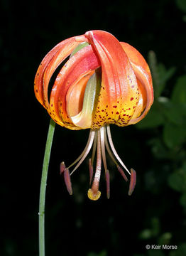 Lilium pardalinum subsp. vollmeri (Eastw.) M. W. Skinner resmi