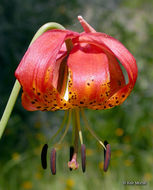 Lilium pardalinum subsp. vollmeri (Eastw.) M. W. Skinner resmi