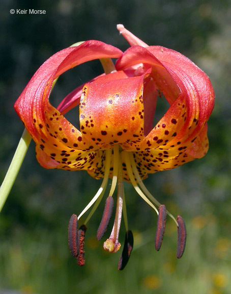 Lilium pardalinum subsp. vollmeri (Eastw.) M. W. Skinner resmi