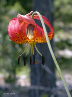 Lilium pardalinum subsp. vollmeri (Eastw.) M. W. Skinner resmi