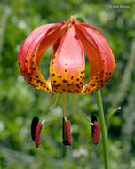 Lilium pardalinum subsp. vollmeri (Eastw.) M. W. Skinner resmi