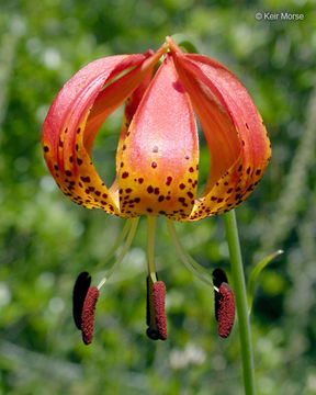 Image de Lilium pardalinum subsp. vollmeri (Eastw.) M. W. Skinner