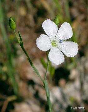 صورة Linum bienne Miller