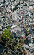 Image of smallflower woodland-star