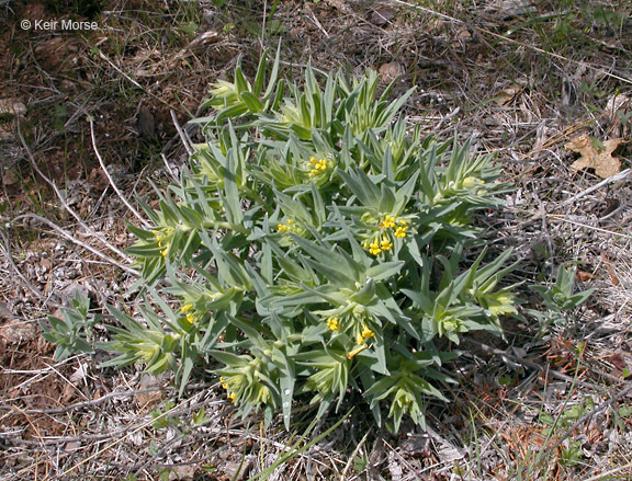 Image of California stoneseed