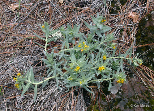 Image of California stoneseed