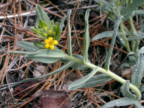 Image of California stoneseed