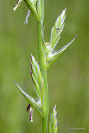 Image of <i>Festuca perennis</i>