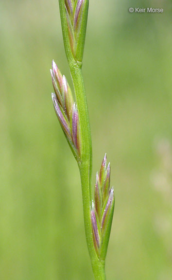 Image of <i>Festuca perennis</i>