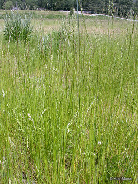 Image of <i>Festuca perennis</i>