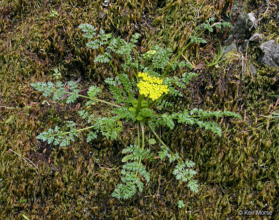 Image of Hall's biscuitroot