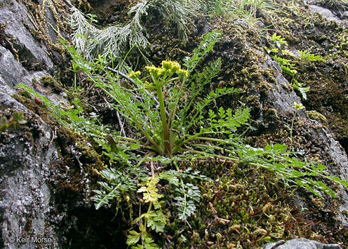 Lomatium hallii (S. Wats.) Coult. & Rose resmi