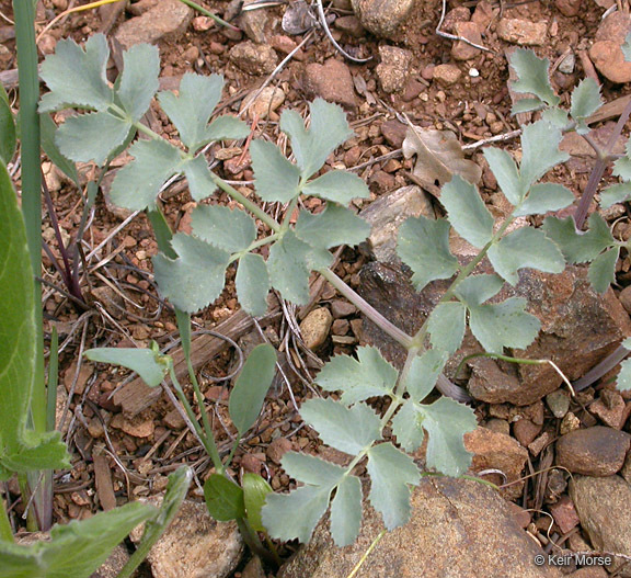 Слика од Lomatium howellii (S. Wats.) Jepson