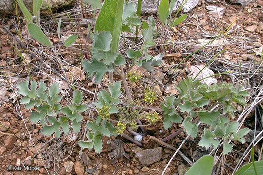 صورة Lomatium howellii (S. Wats.) Jepson