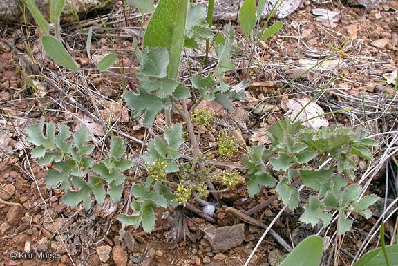 Слика од Lomatium howellii (S. Wats.) Jepson