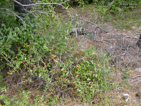 Image of pink honeysuckle