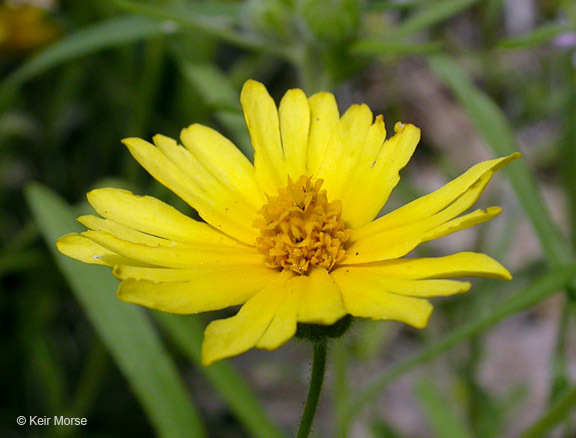 Слика од Madia elegans D. Don