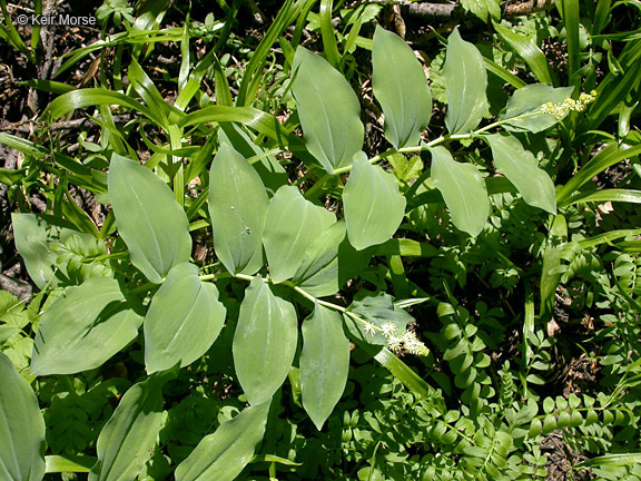 Image of feathery false lily of the valley