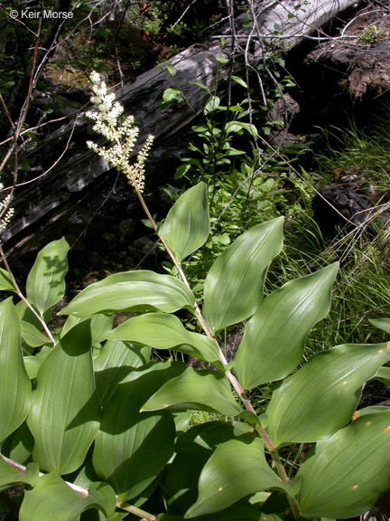 Image of feathery false lily of the valley