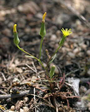 Malacothrix clevelandii A. Gray resmi