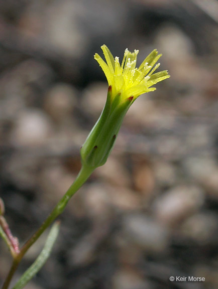 Image of Cleveland's desertdandelion