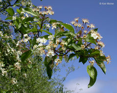 Plancia ëd Malus fusca (Raf.) Schneid.