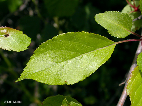 Image of Oregon Crab Apple