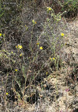 Image of grass blazingstar