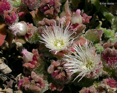 Image of common iceplant