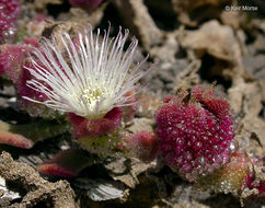 Слика од Mesembryanthemum crystallinum L.