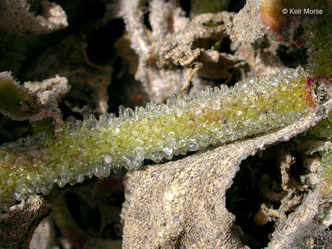 Image of common iceplant