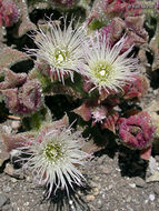 Image of common iceplant